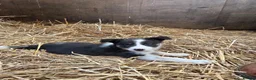 Border Collie dogs for sale: 7 collie puppies for sale  in Okehampton - Advert 16