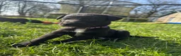 Borador dogs for sale: Beautiful Collie Cross Labrador Puppies  - Advert 21