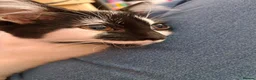Mixed Breed cats for sale: 2 Black & White Female Kittens 14 weeks old - Advert 3