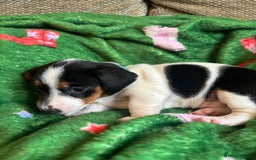 Miniature Dachshund dogs for sale: Dachshund x Jack Russell puppies (Jackshund) - Image 15