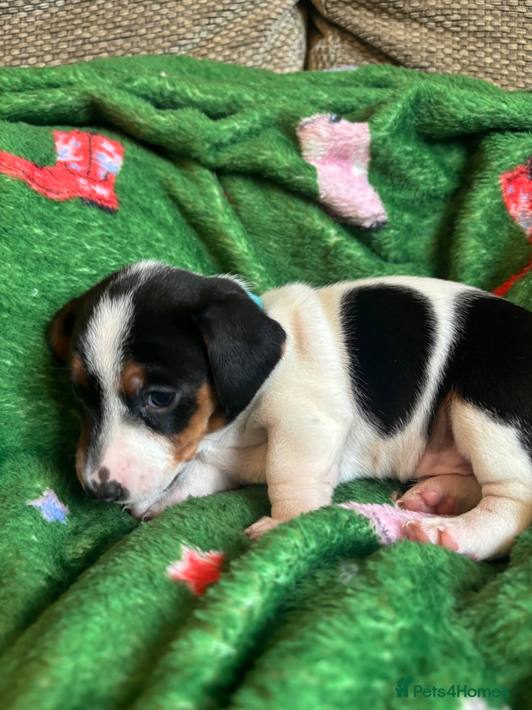 Miniature Dachshund dogs for sale: Dachshund x Jack Russell puppies (Jackshund) - Image 15