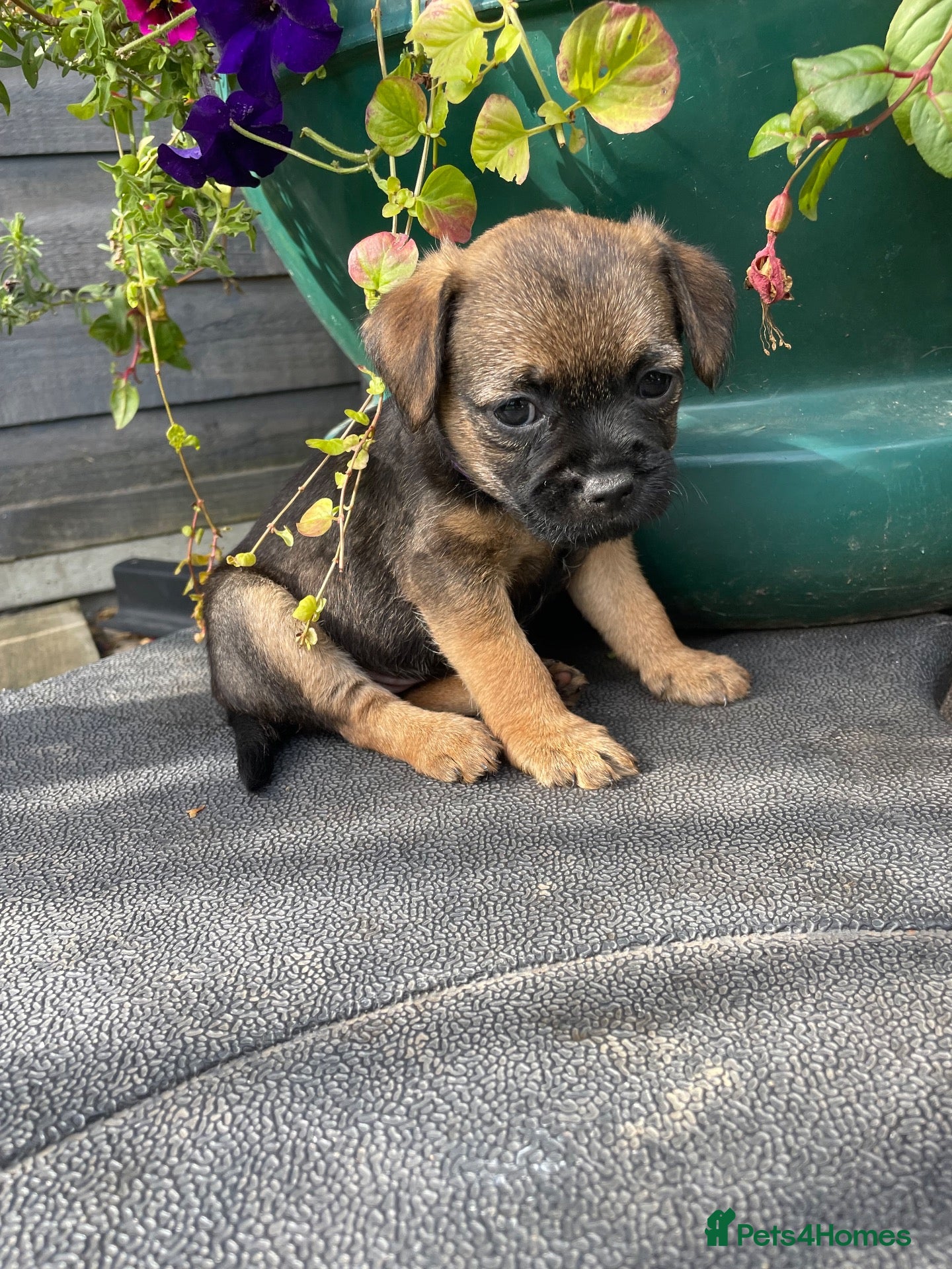 Border Terrier dogs 5 STAR Border terrier PUPS🌟 SLEM CLR/ KC REG - Advert 15