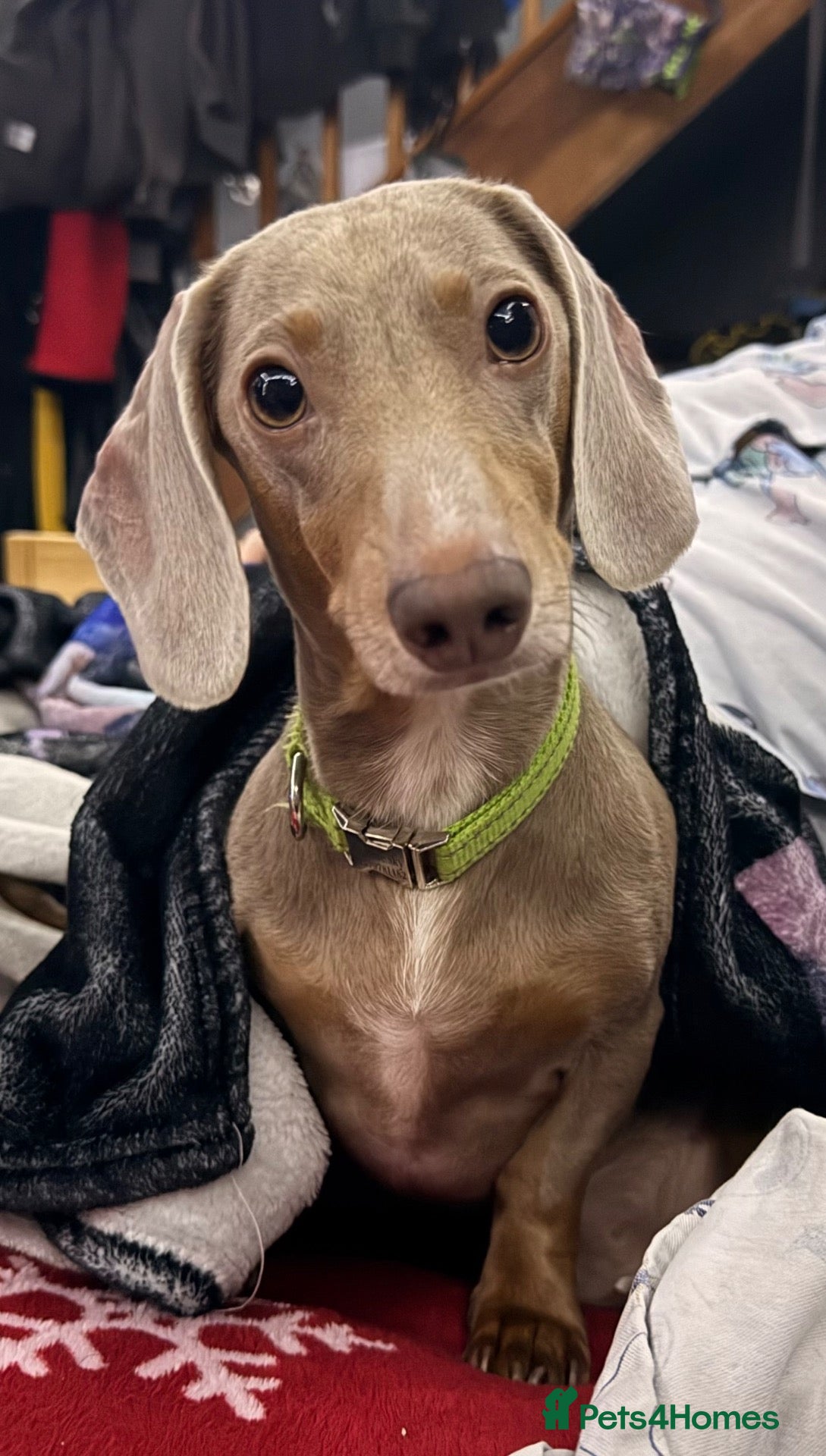 Miniature Dachshund dogs Mr Blue Sky (STUD) - Advert 1