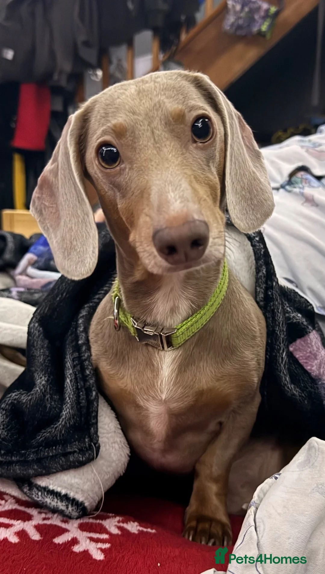 Miniature Dachshund dogs for stud: Mr Blue Sky (STUD) - Advert 1
