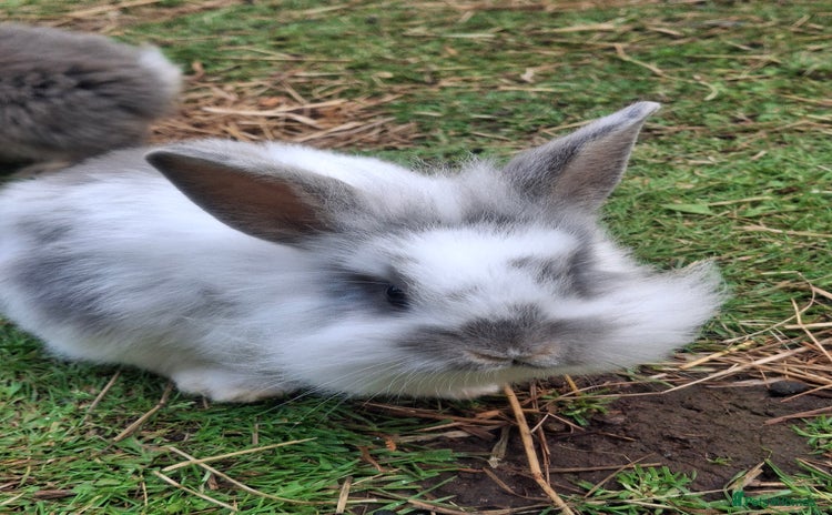 Mini Lion Lop rabbits - Advert 6