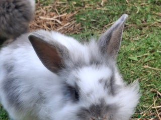 Mini Lion Lop rabbits Mini lionlops - Advert 1