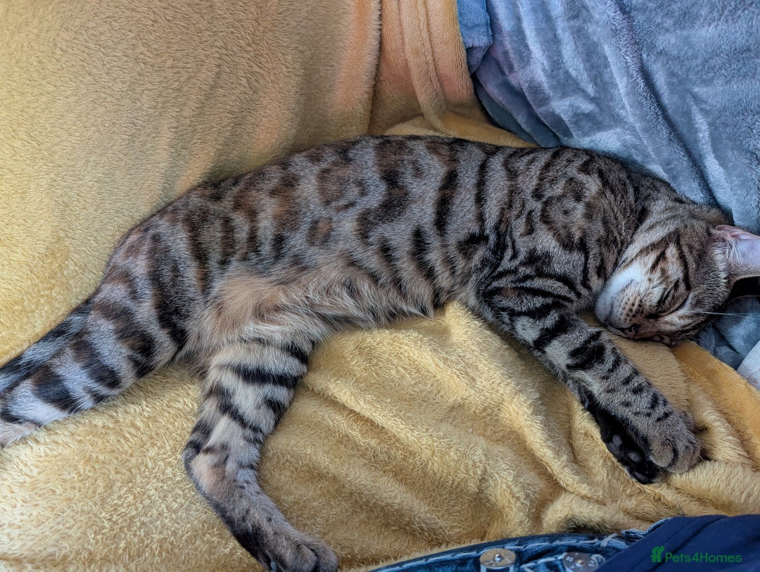 Bengal cats for sale: 1 year 8 month old female Bengal neutered  - Image 2