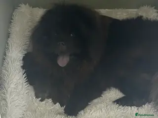 Chow Chow dogs KC REGISTERED CHOW CHOW - Advert 4