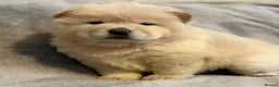 Chow Chow dogs for sale: KC Reg Chow Chow Puppies  - Advert 19