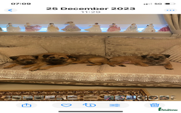 Border Terrier dogs for sale: Pedigree slem clear border terrier - Image 2