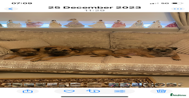 Border Terrier dogs - Advert 9