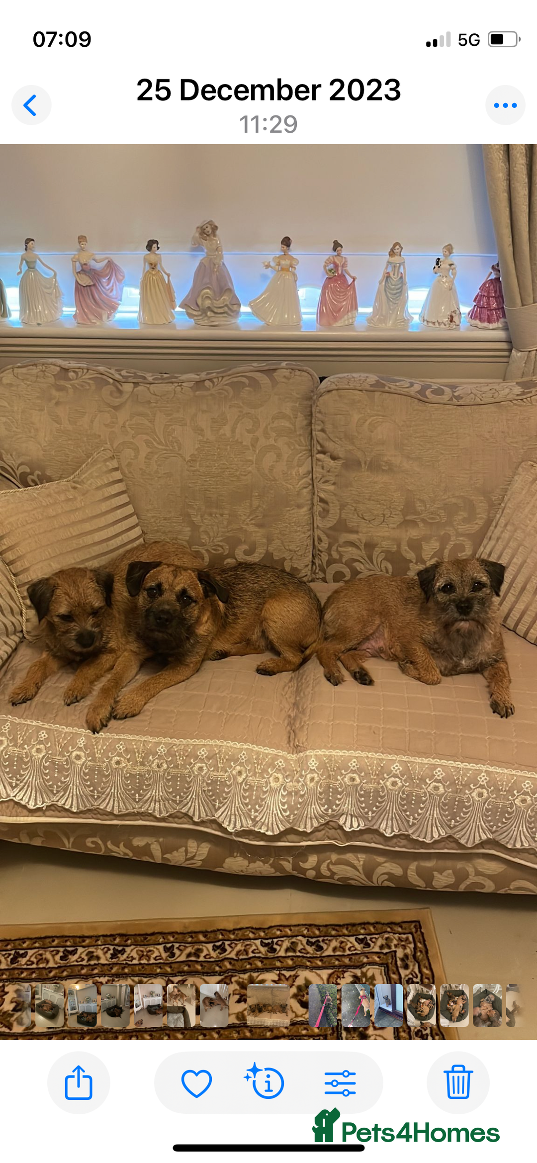 Border Terrier dogs for sale: Pedigree slem clear border terrier - Image 2