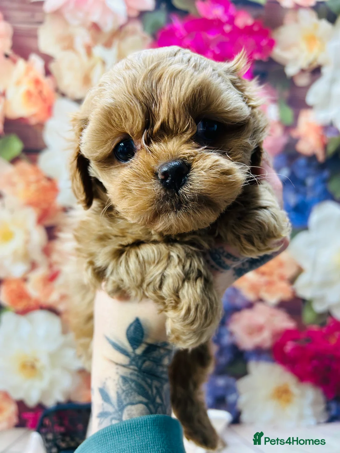 Gallery Image {{count}}