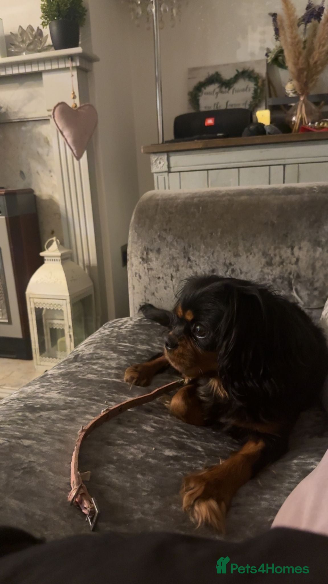 Cavalier King Charles Spaniel dogs Beautiful black and tan girl Cavalier KC   - Advert 1