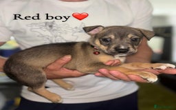 Mixed Breed dogs for sale: Husky x American bully’s  - Image 3