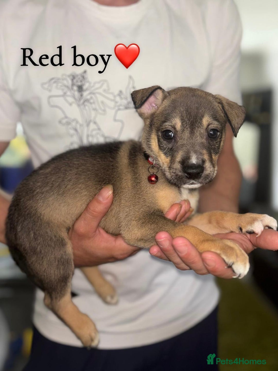Mixed Breed dogs for sale: Husky x American bully’s  - Image 3