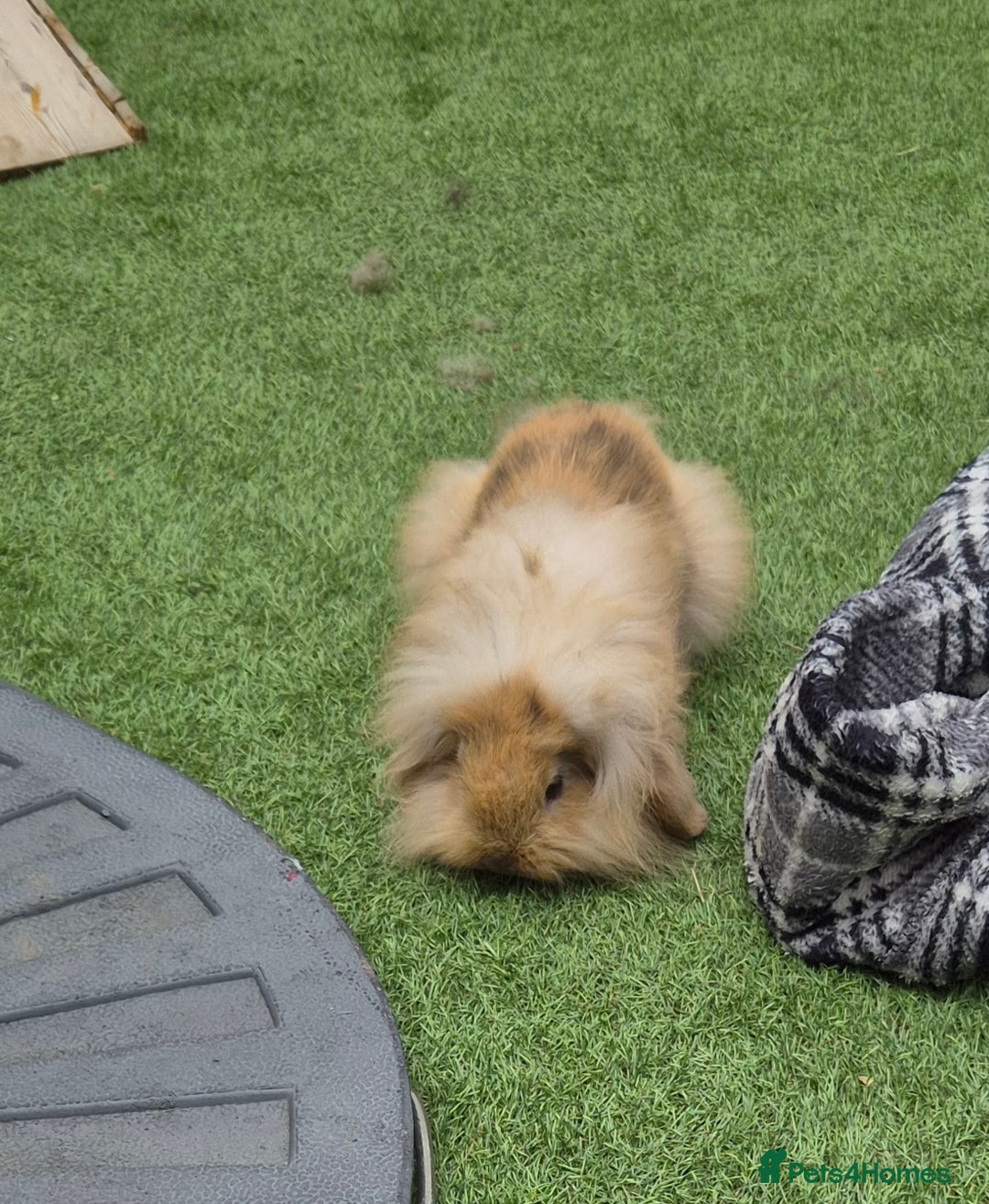Mini Lion Lop rabbits for sale: 2 male baby lion lops  - Image 3