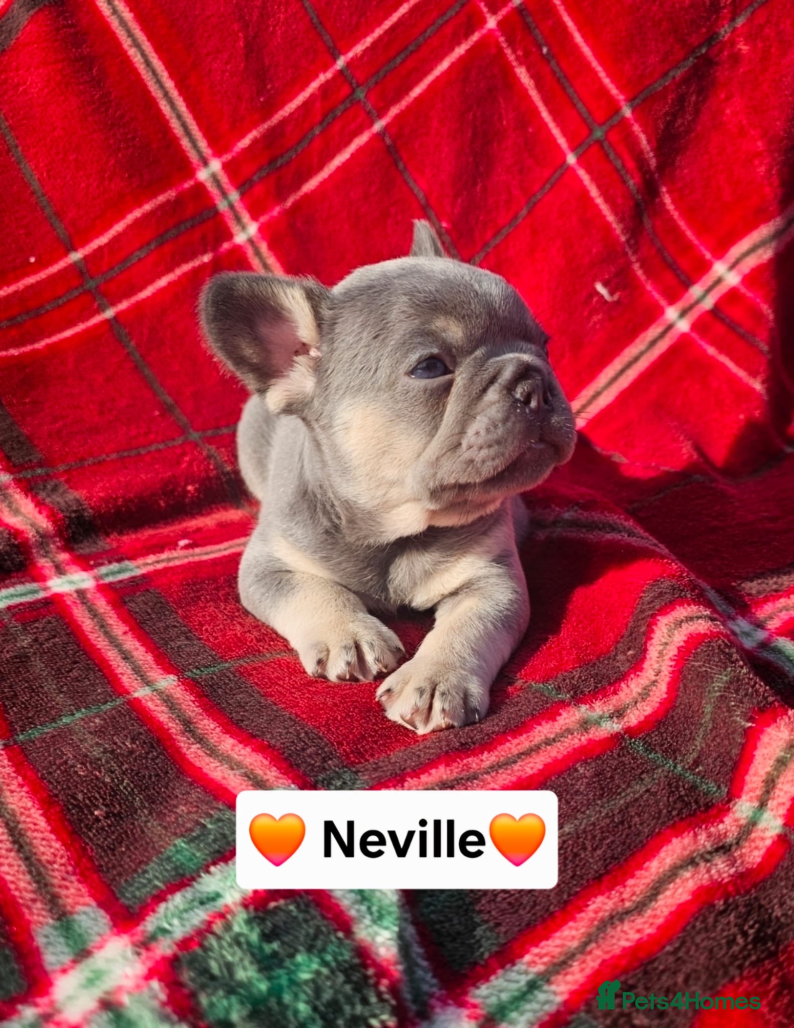 French Bulldog dogs French bulldog pups - Advert 5