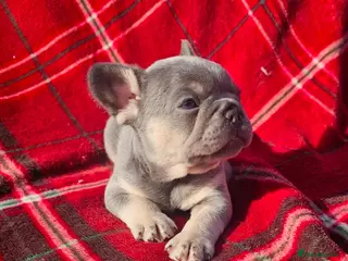 French Bulldog dogs French bulldog pups - Advert 5