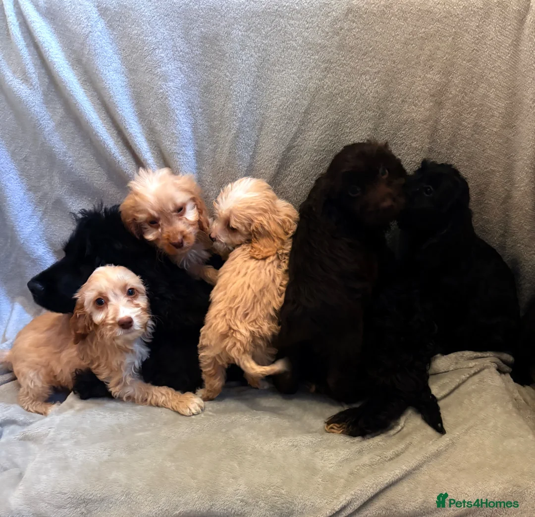 Cockapoo dogs for sale: F1 Cockapoo puppies  in Iver - Advert 1