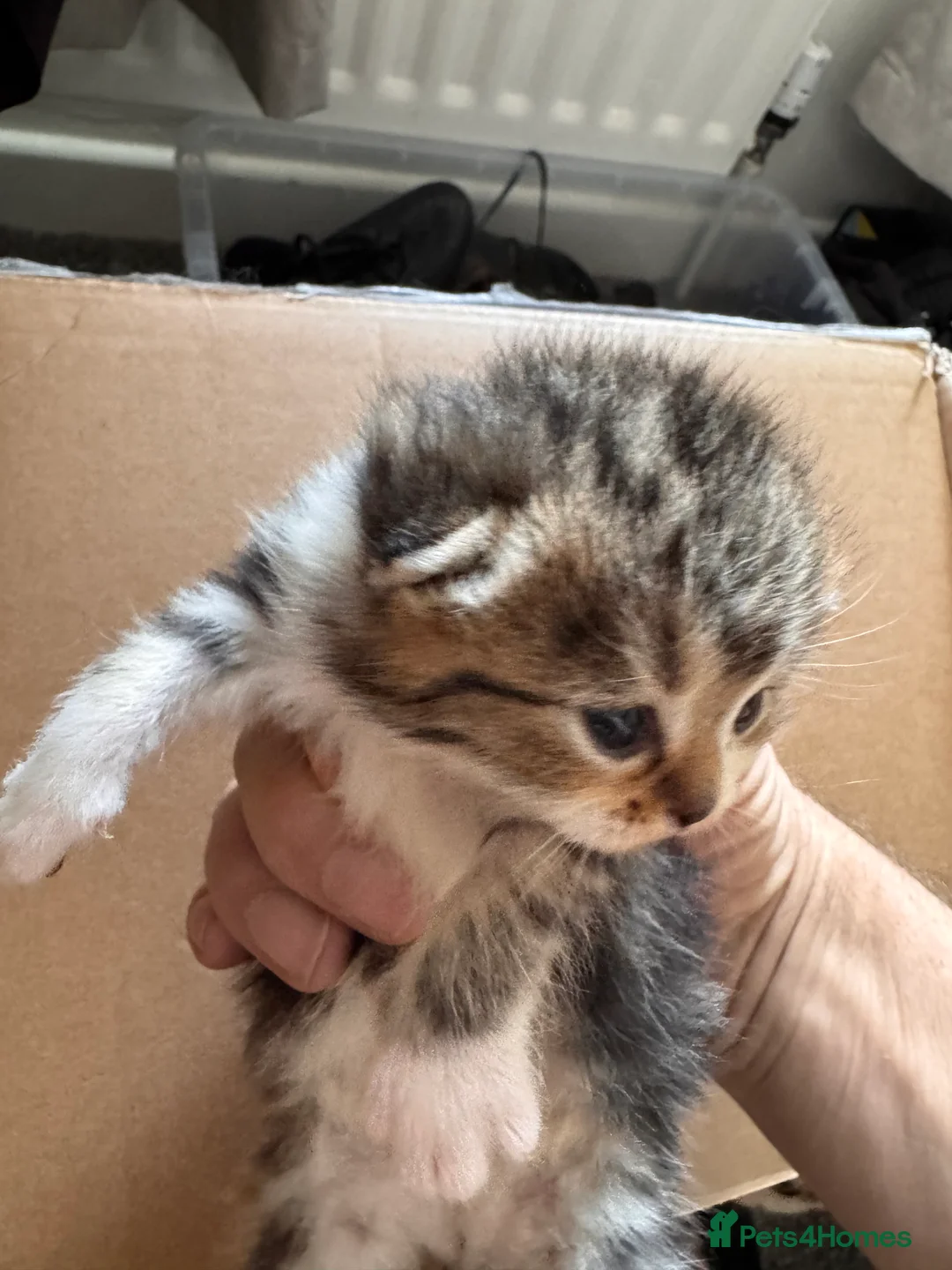 Mixed Breed cats for sale: Mixed breed half Persian half normal cat  - Advert 2