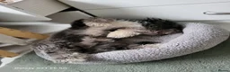 Mixed Breed dogs for sale: La Chon - Advert 2