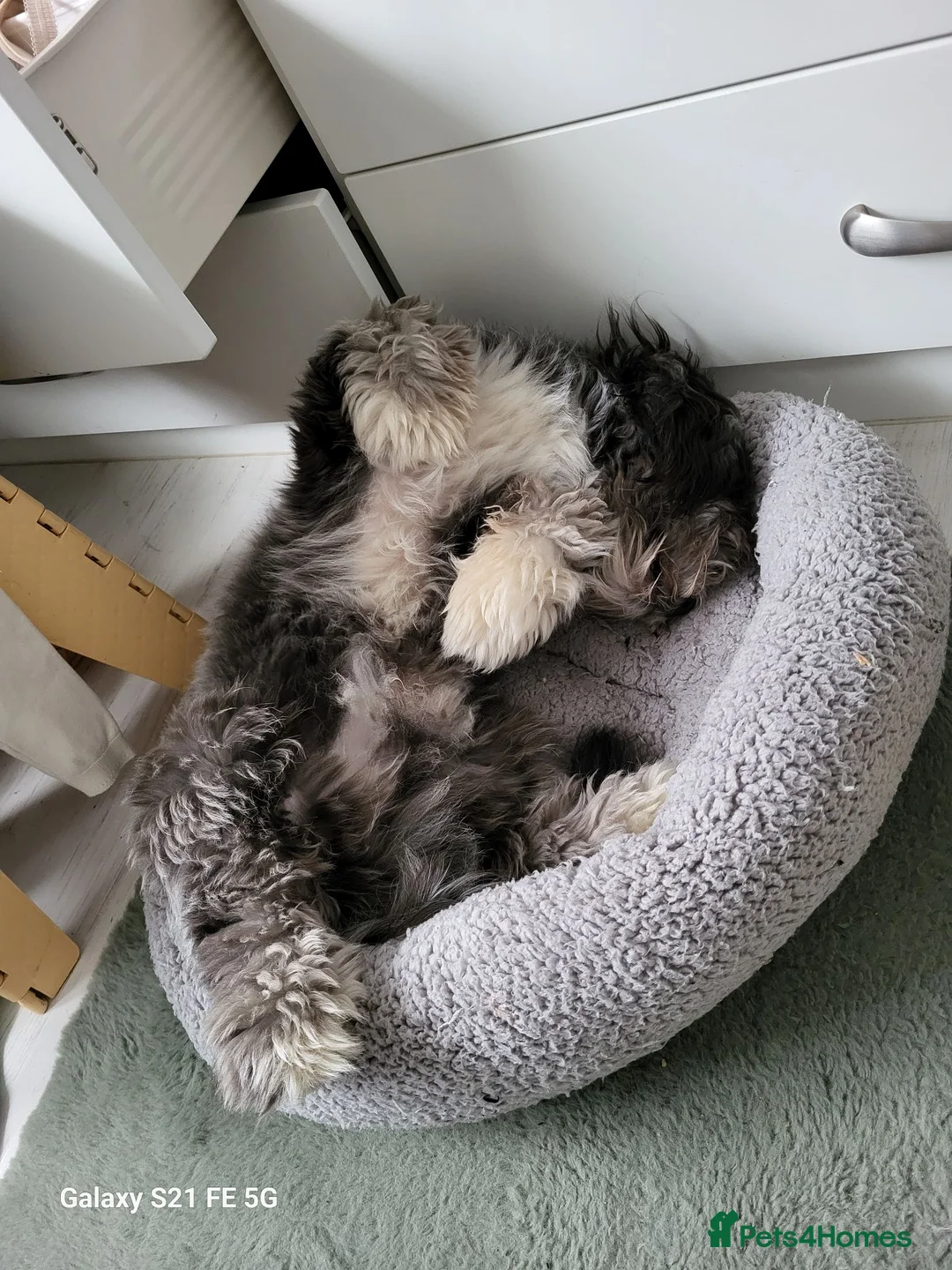 Mixed Breed dogs for sale: La Chon - Advert 2