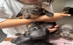Dachshund dogs for sale: Miniature dachshunds ready now 💗 - Image 16