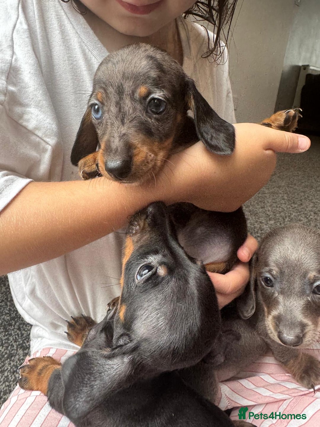 Dachshund dogs for sale: Miniature dachshunds ready now 💗 - Image 16
