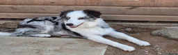 Border Collie dogs for sale: Blue merle border collie for sale  - Advert 7