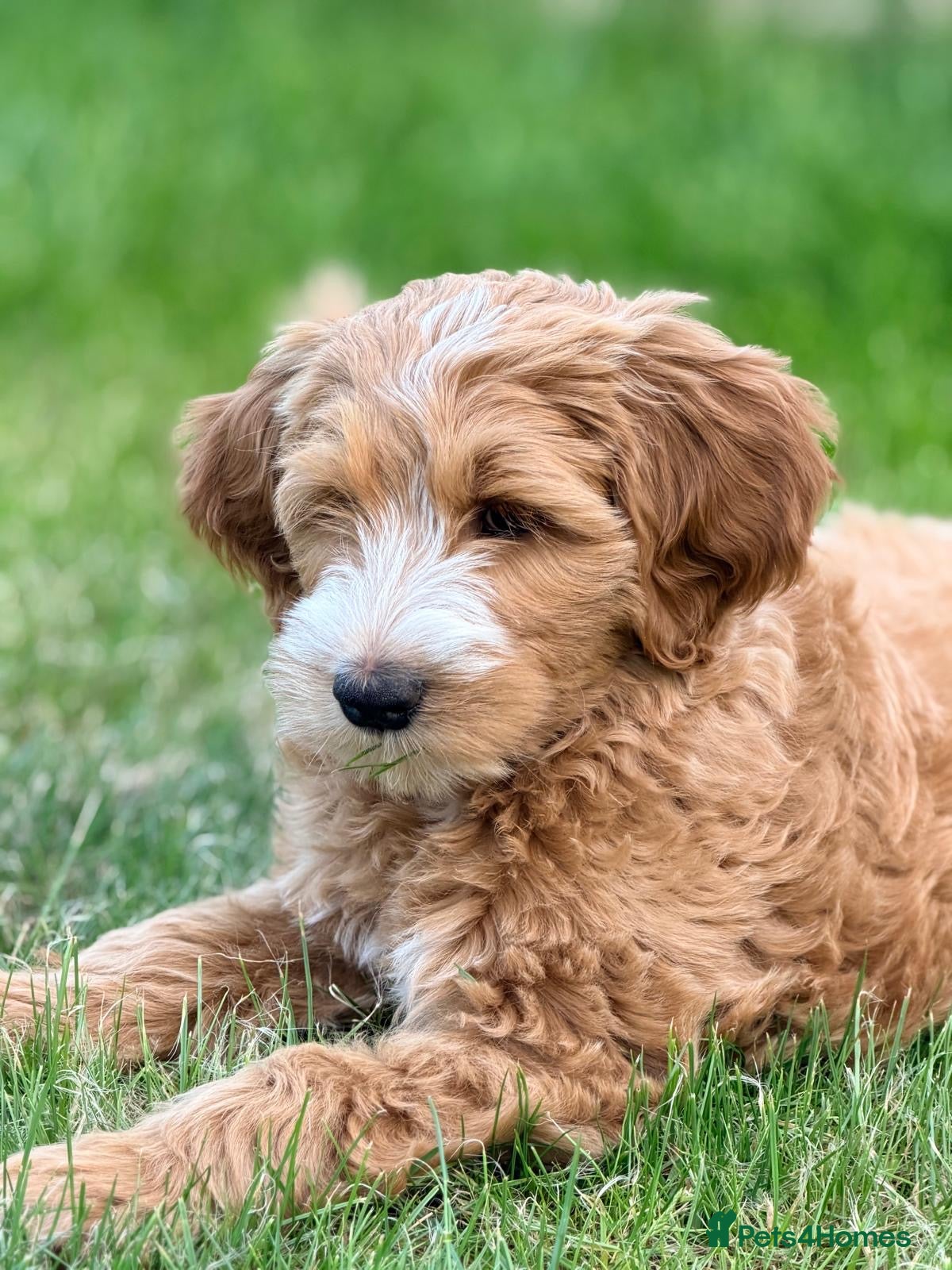 Australian Labradoodle dogs Doodle Bonkers - Advert 1