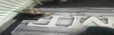 Mixed Breed Kitten 2