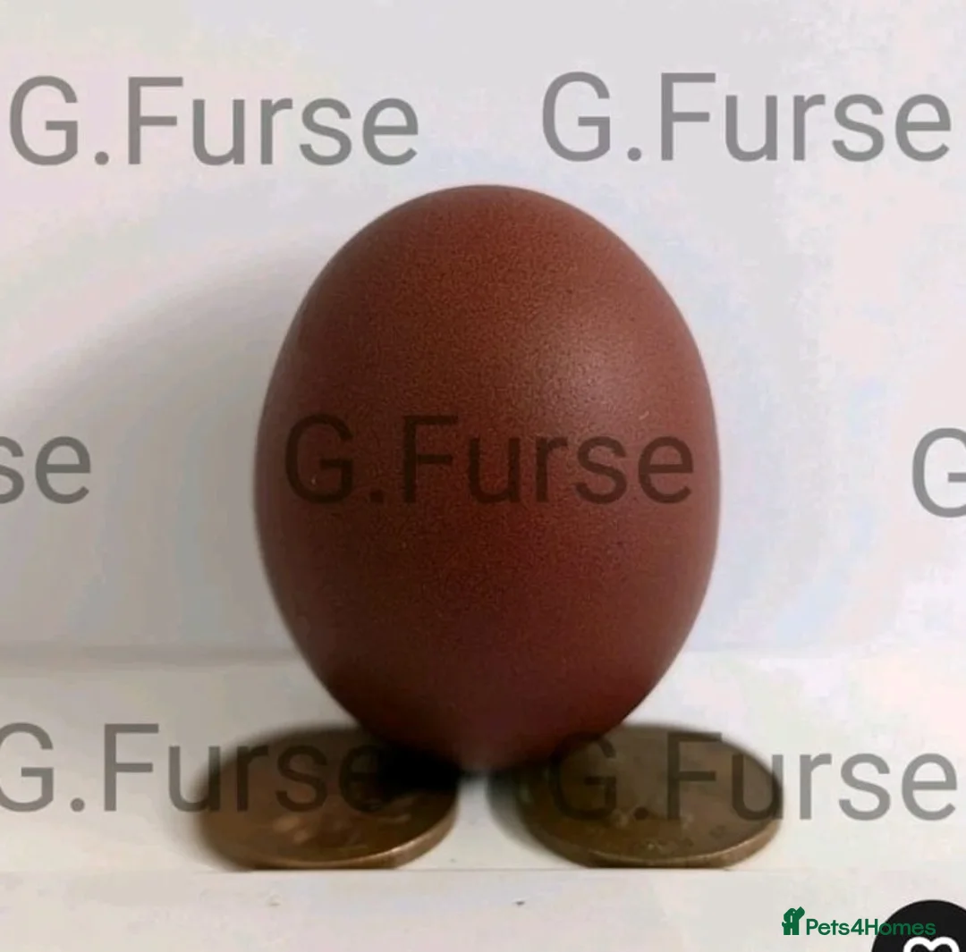 Chickens poultry for sale: Hatching eggs in Boston - Advert 2