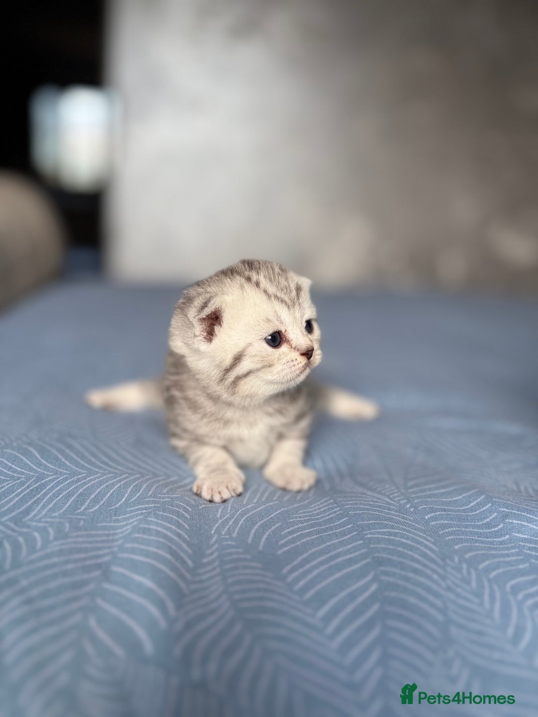 Scottish Fold cats for sale: Scottish fold&straight kittens - Advert 10