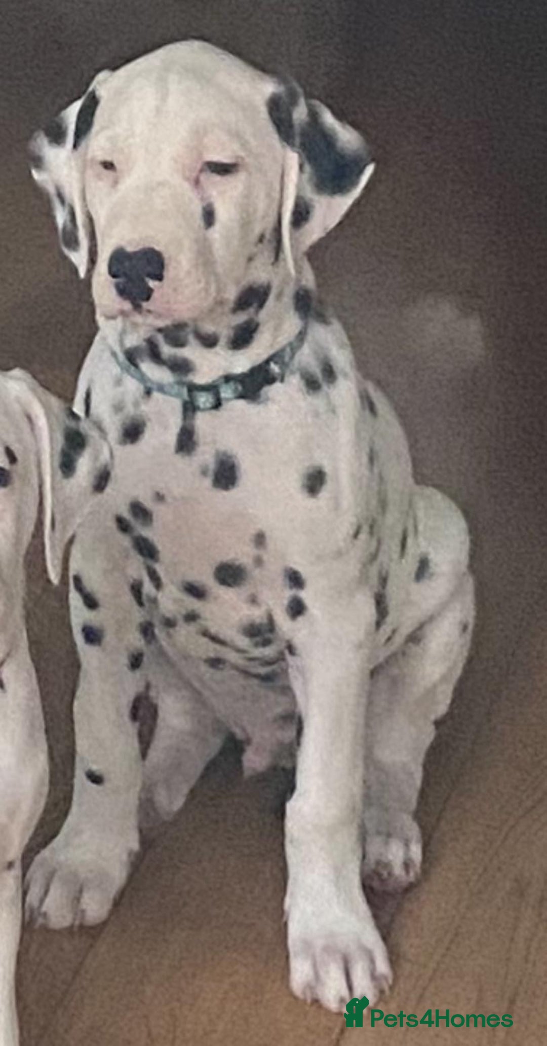 Dalmatian dogs for sale: Dalmațian puppies dogs for sale  - Advert 5