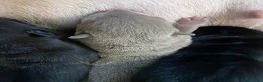 Shar Pei 4
