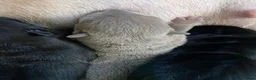 Shar Pei dogs for sale: Stunning shar pei puppies - Advert 13