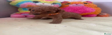 Cockapoo 4