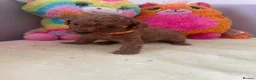 Cockapoo dogs for sale: Beautiful Cockapoo Puppies  in Manchester - Advert 3