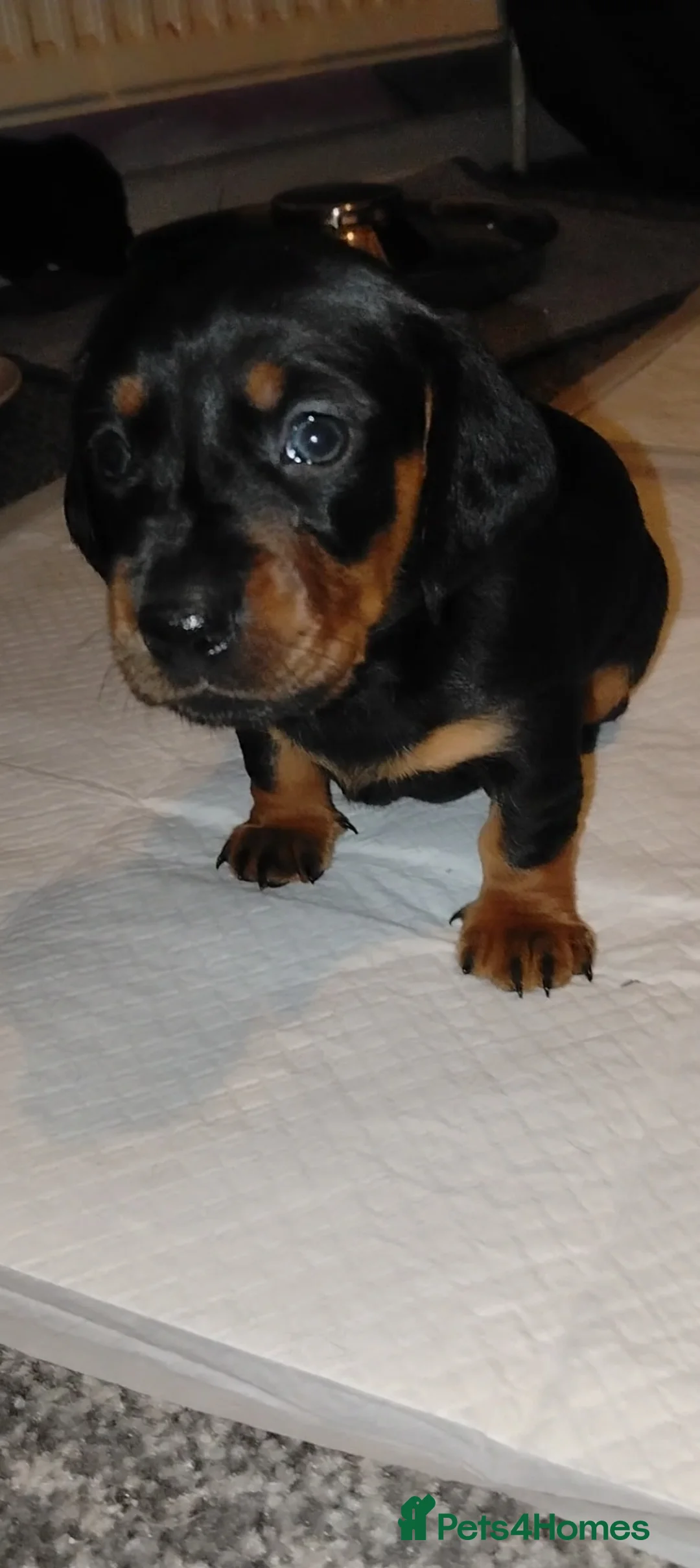 Dachshund dogs for sale: Dachshund Wire and Smooth  - Advert 17