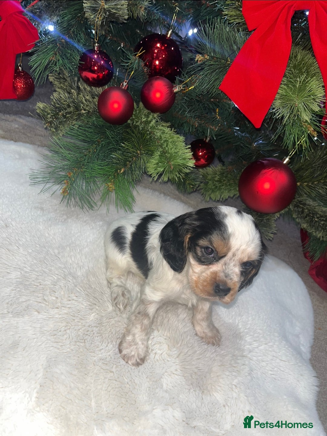 Cockalier dogs for sale: 3 Beautiful Cockalier Puppies - Advert 4