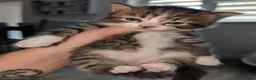 Mixed Breed cats for sale: Maine coon X Norwegian forest cat.  - Advert 4