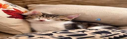 Mixed Breed cats for sale: 🐾 6 Adorable & Playful Kittens - 1 Girl & 5 Boys - Advert 33