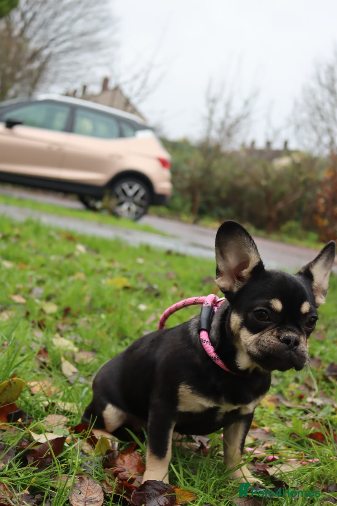French Bulldog dogs for sale: Panda husky puppy’s  - Advert 10