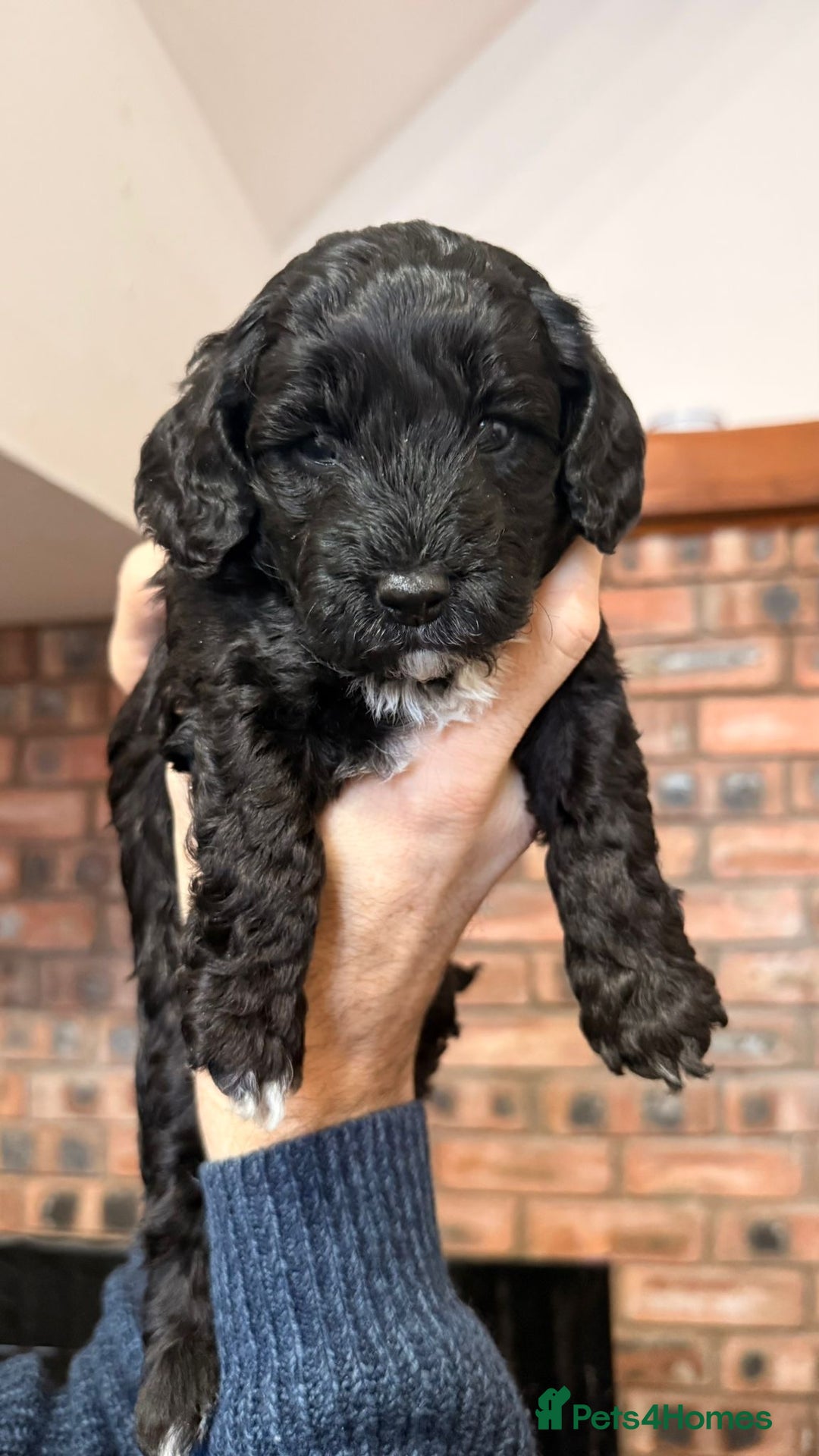 Cockapoo dogs for sale: 🐾 Cockapoo Puppies 🐾  - Advert 7