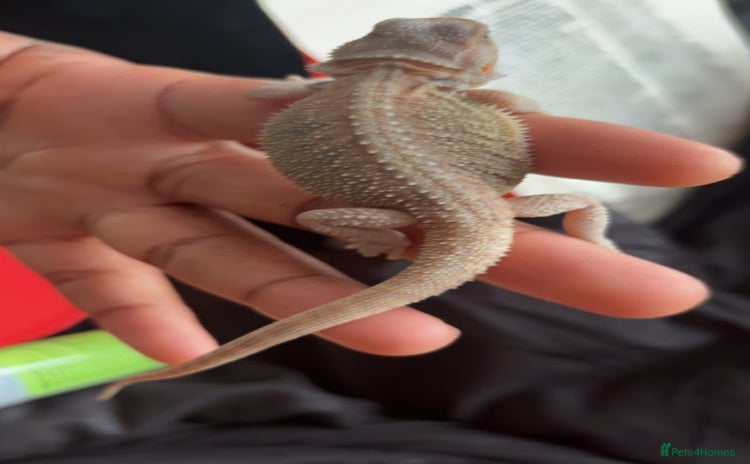 Bearded Dragon reptiles - Advert 11