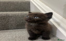 British Shorthair cats for sale: Stunning Brown/Grey Mix British Shorthair Kittens - Advert 15