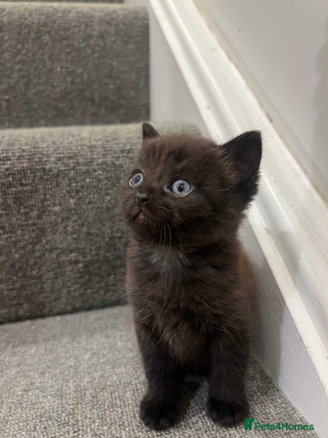 British Shorthair cats for sale: Stunning Brown/Grey Mix British Shorthair Kittens - Advert 15