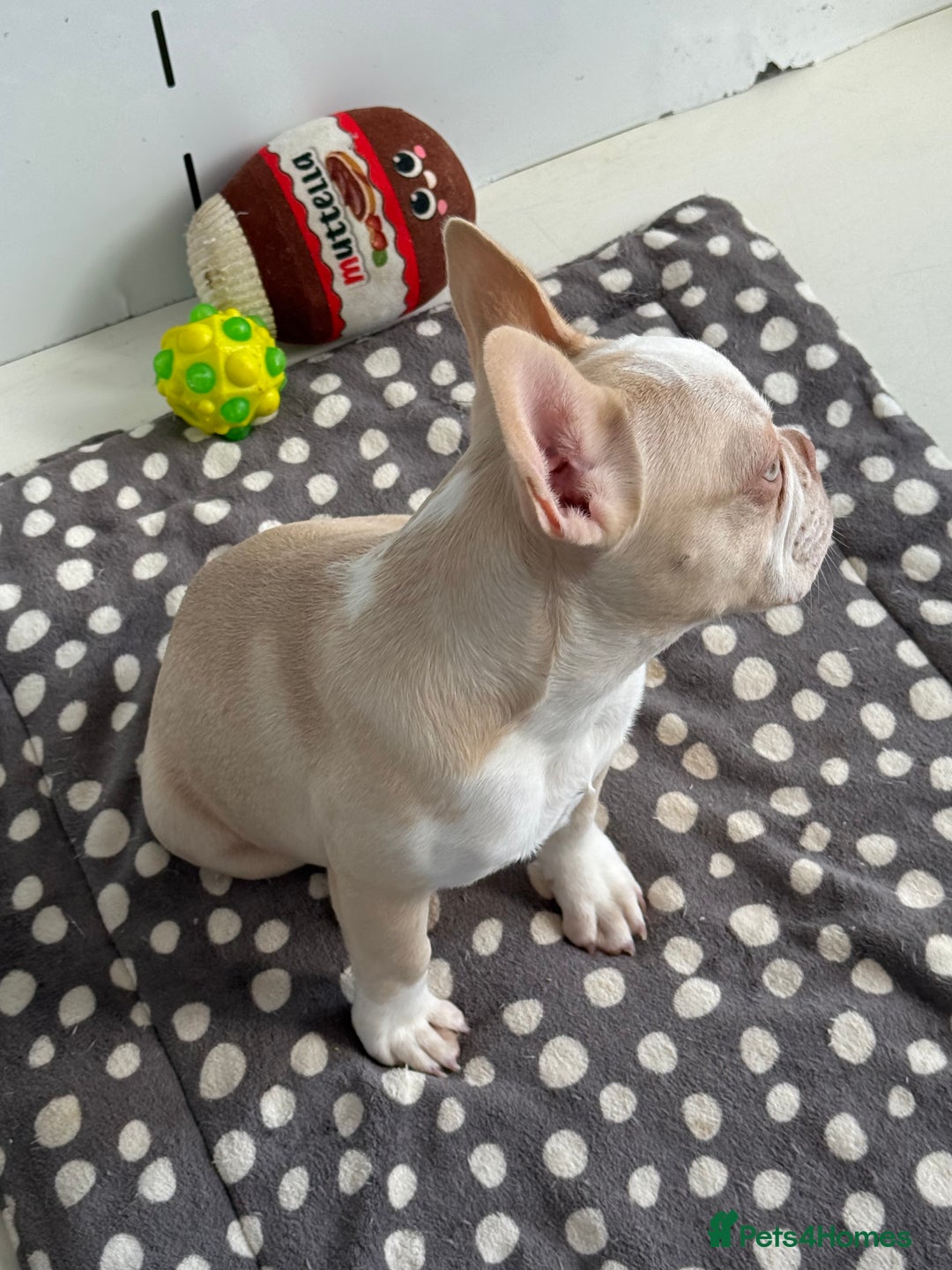 French Bulldog dogs for sale: Hikema X Cheeko (French bulldogs) - Advert 11