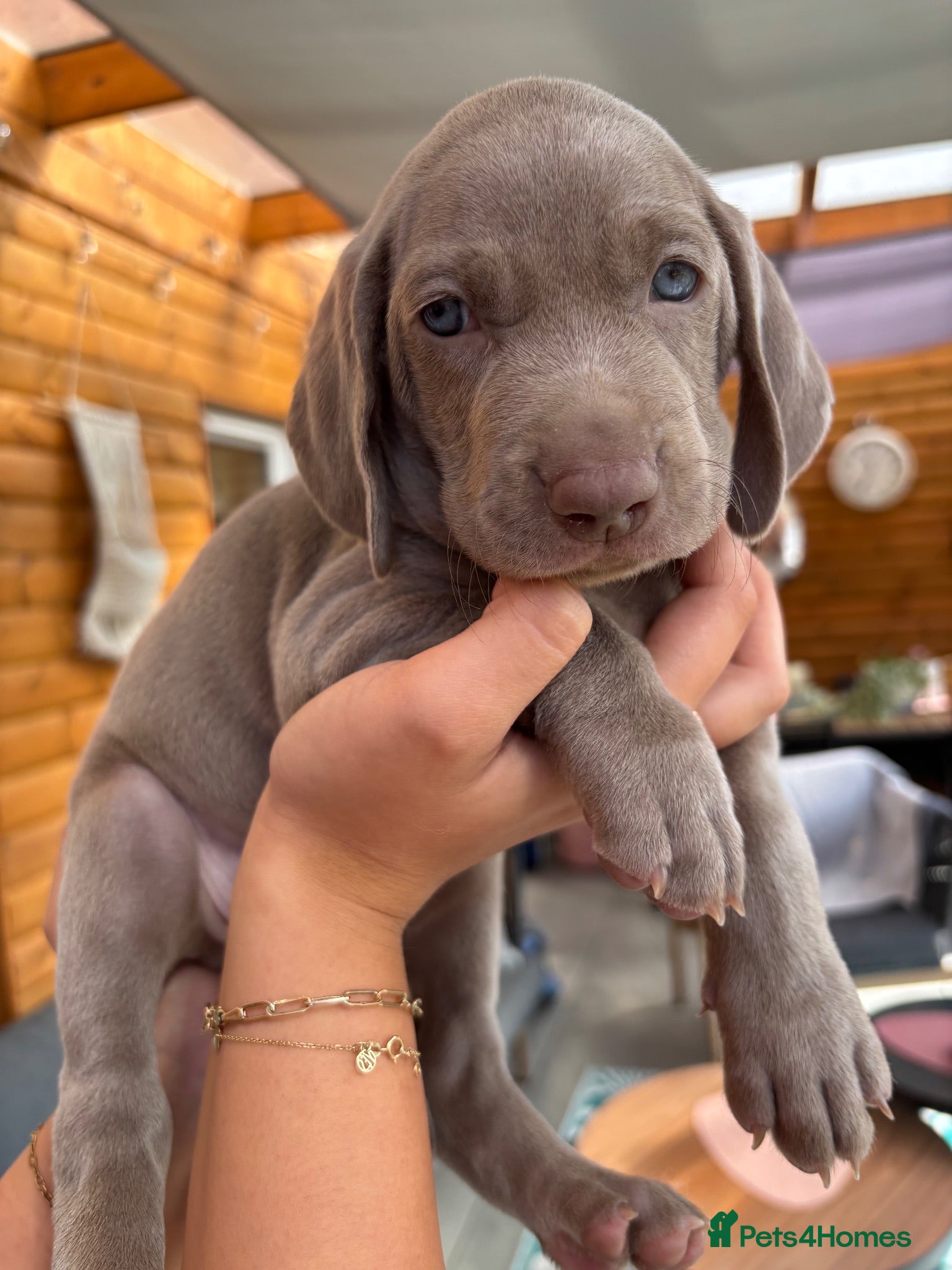 Weimaraner dogs 🩶Beautiful Silver KC Registered Weimaraner’s - Advert 3